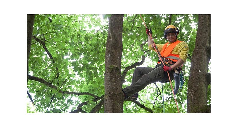 Das Foto zeigt einen Mitarbeiter des DBM, der sich mit Hilfe seiner Kletterausrüstung bis in die Baumkrone vorgearbeitet hat. © DBM
