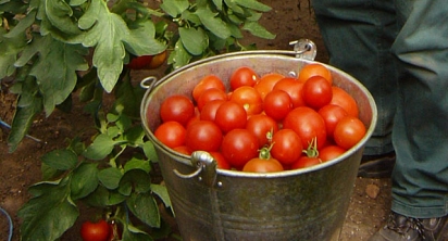 Das Foto zeigt einen Eimer gefüllt mit reifen Tomaten. © DBM, Sonja Stender