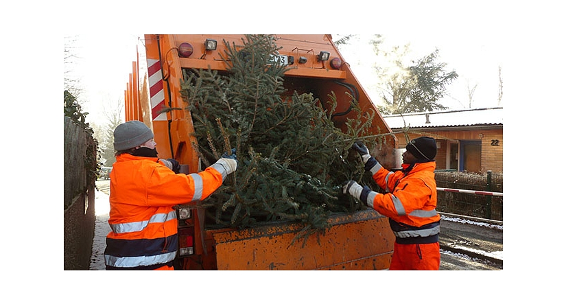 Das Foto zeigt Mitarbeiter des DBM beim Laden von Weihnachtsbäumen. © DBM, Sonja Stender